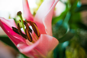 Bunte Blume in chinesischem Garten